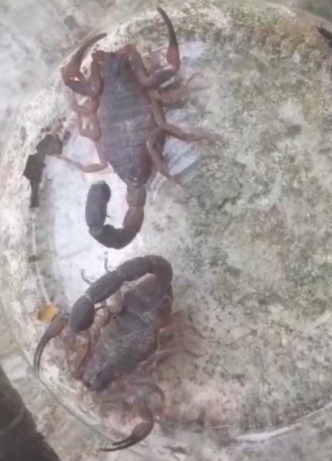  Moradores do Guacuri relatam invasão de escorpiões no bairro